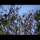 Auch im Botanischen Park, mitten in Adelaide, gibt es Fliegende Hunde